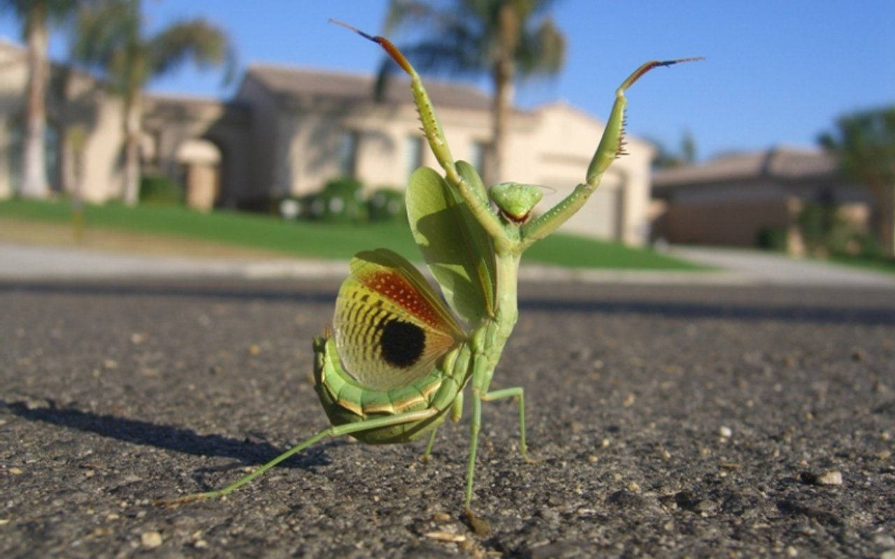 praying mantis, vibrant green, eye-spotted wings, HD Desktop Wallpaper