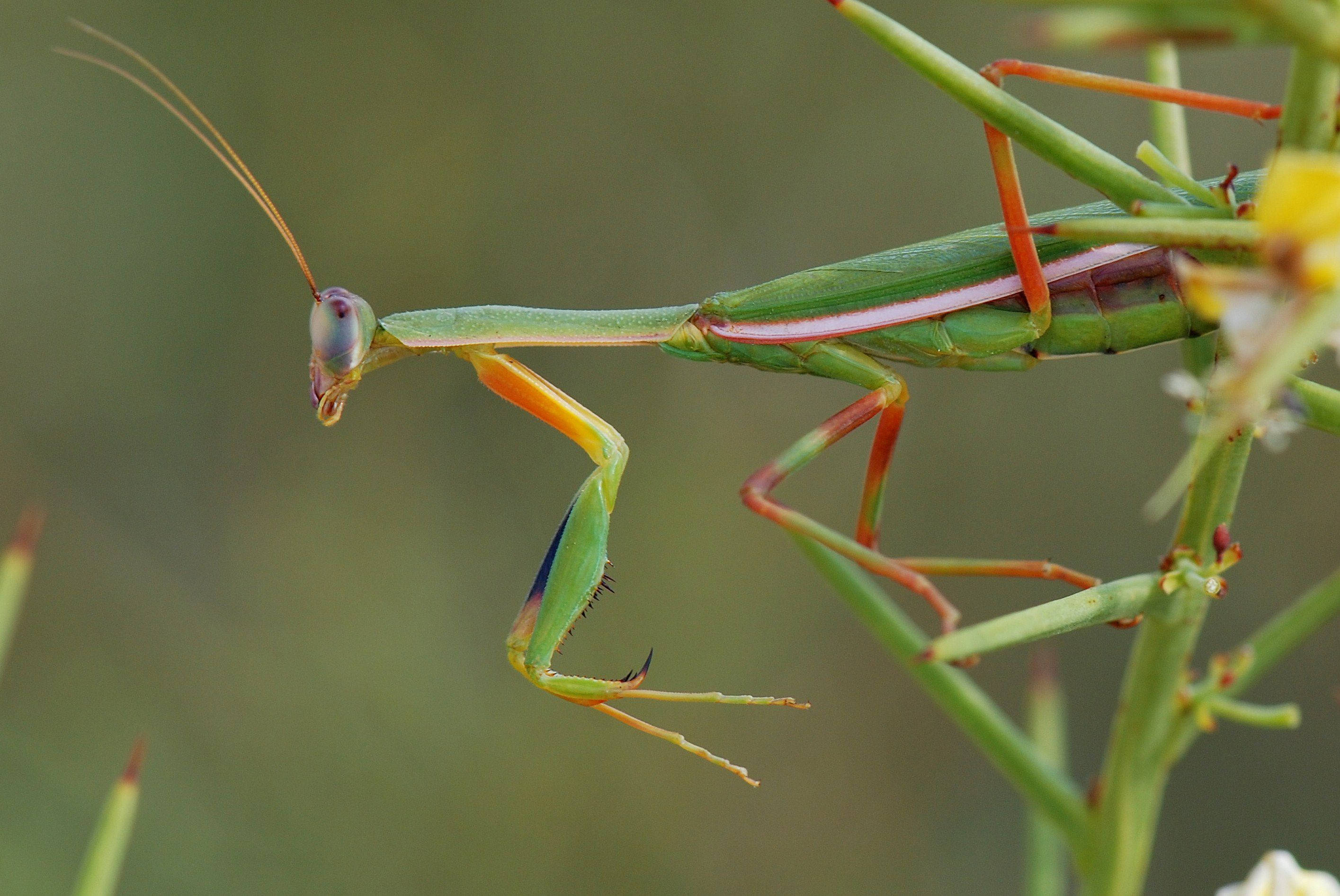 red-legged praying mantis, vibrant green, orange-tinted legs, 2K Desktop Wallpaper