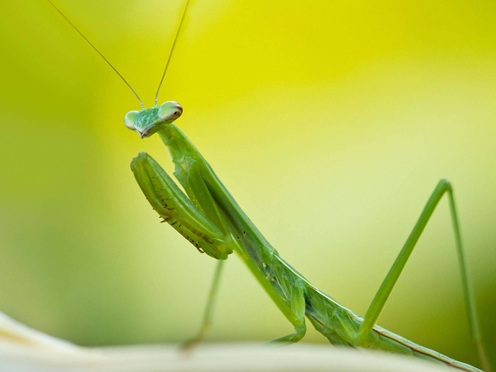 green praying mantis, leaf, soft yellow-green blurred background, HD Desktop Wallpaper