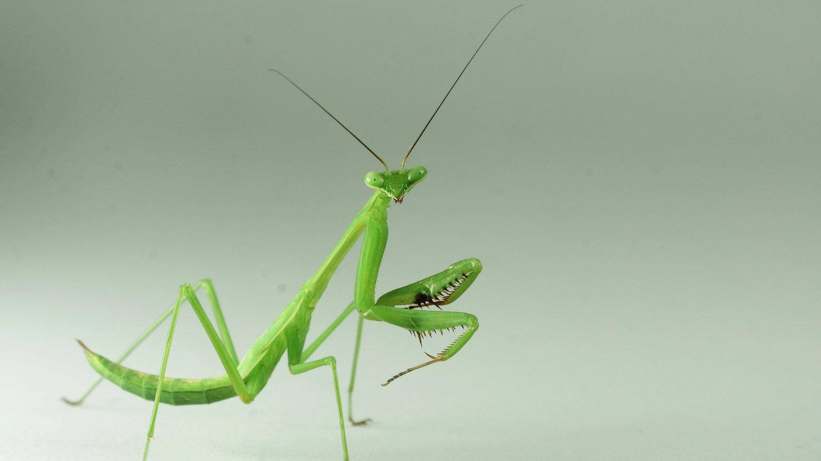 yellow green praying mantis, vibrant green praying mantis, soft gray background, HD Desktop Wallpaper