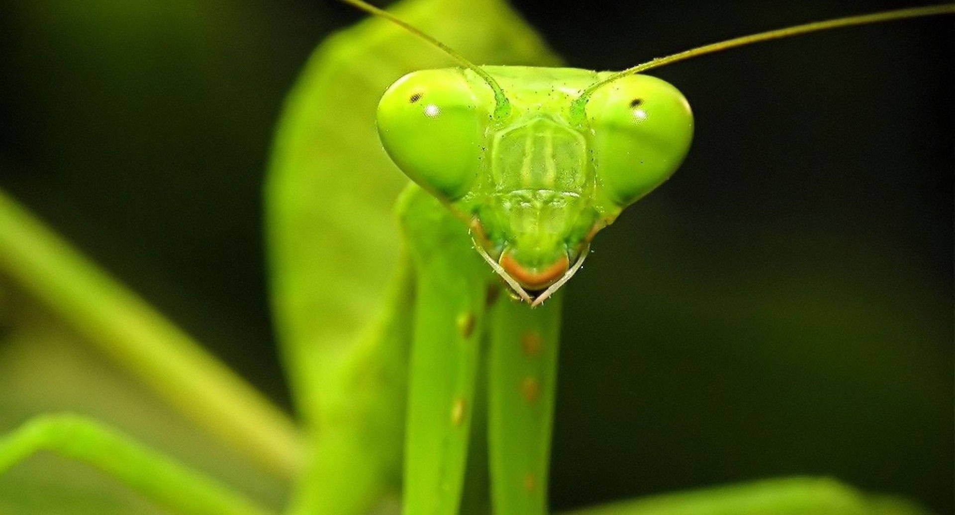 macro, yellow green, praying mantis, Full HD Desktop Wallpaper