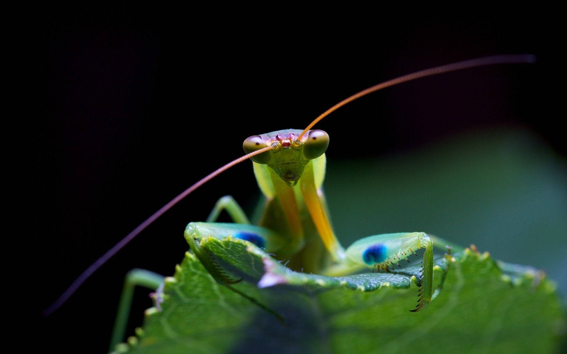 macro praying mantis, vibrant green praying mantis, blue eyes, Full HD Desktop Wallpaper