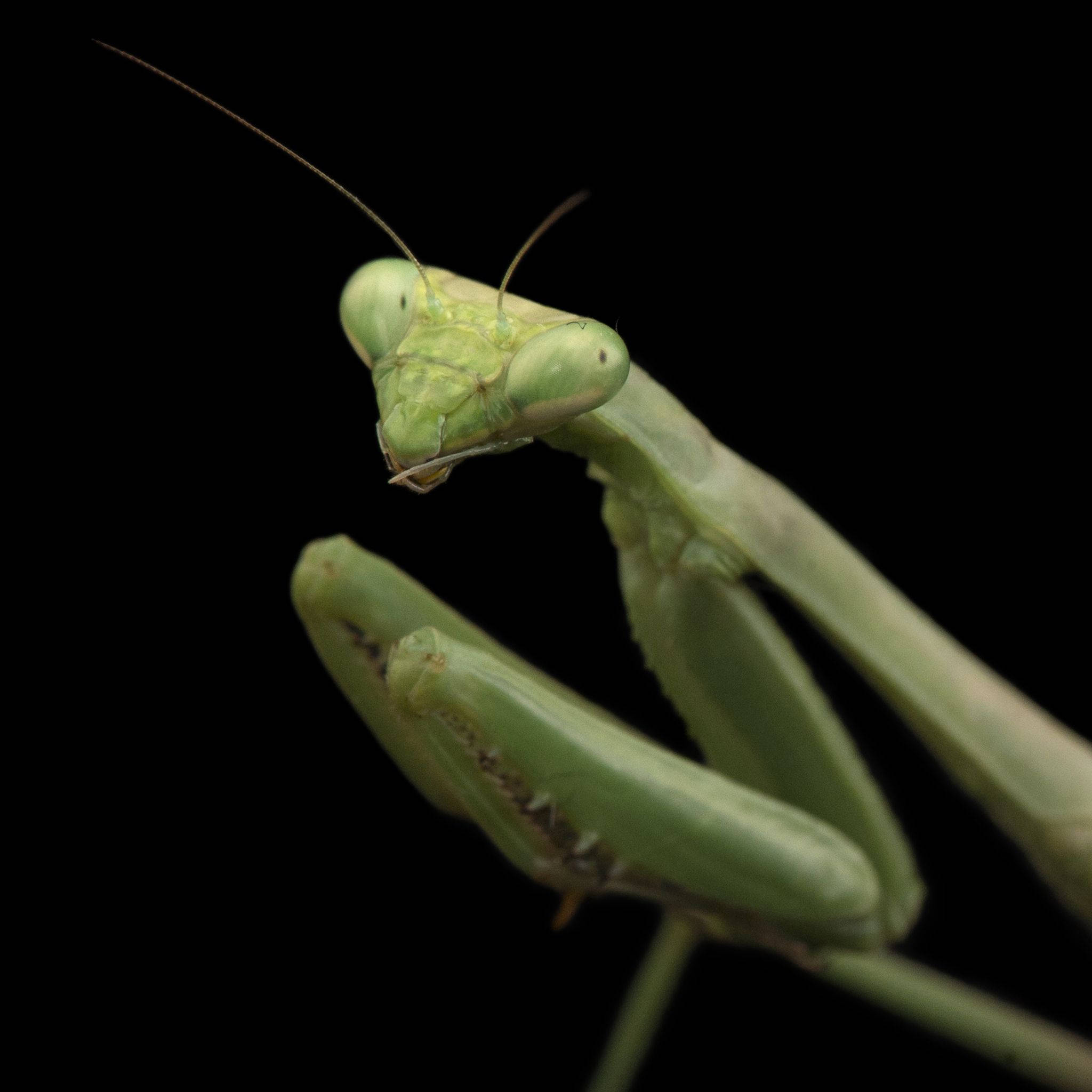 mossy green praying mantis, green praying mantis, compound eyes, Full HD Desktop Wallpaper