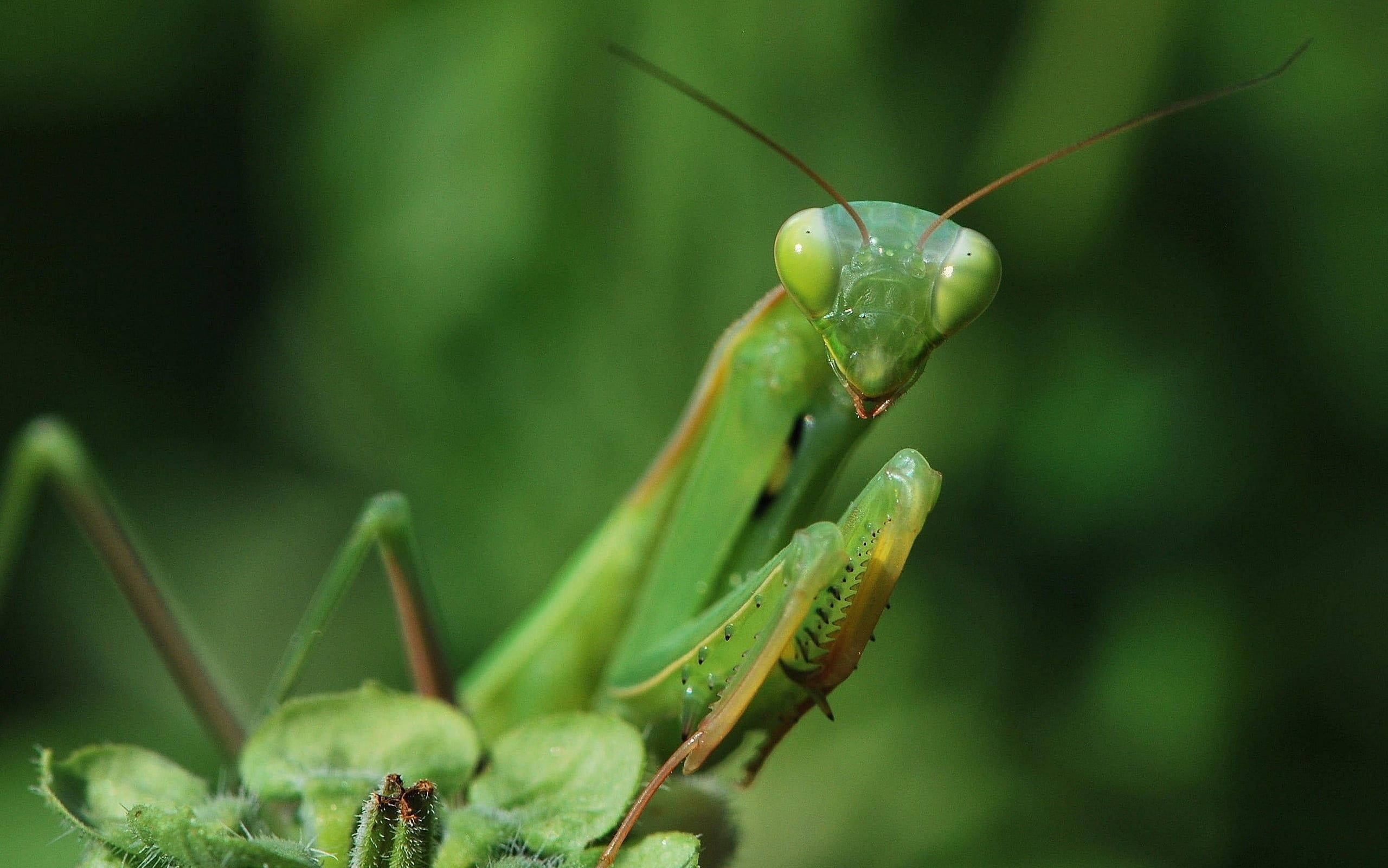 big eyed praying mantis, vibrant green, delicate antennae, 2K Desktop Wallpaper