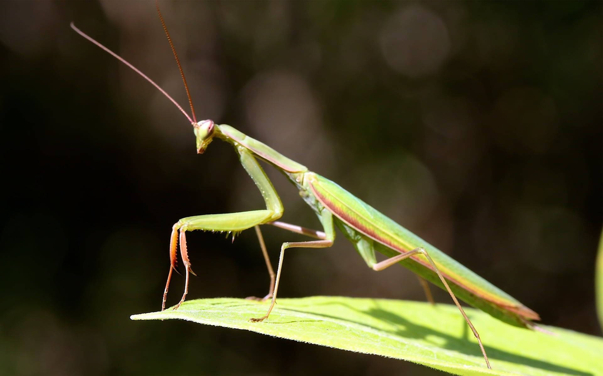 praying mantis, sunlight, sunlit leaf, Full HD Desktop Wallpaper