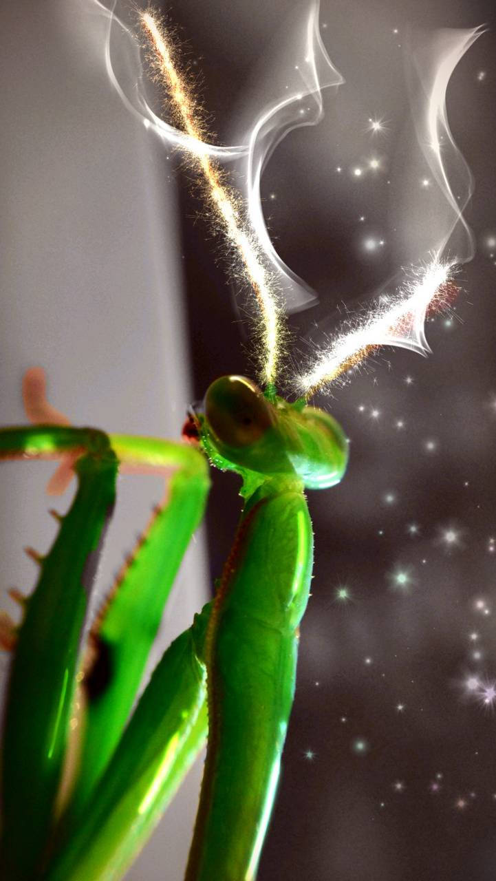 praying mantis, vibrant green, glowing golden smoke trails, HD Phone Wallpaper