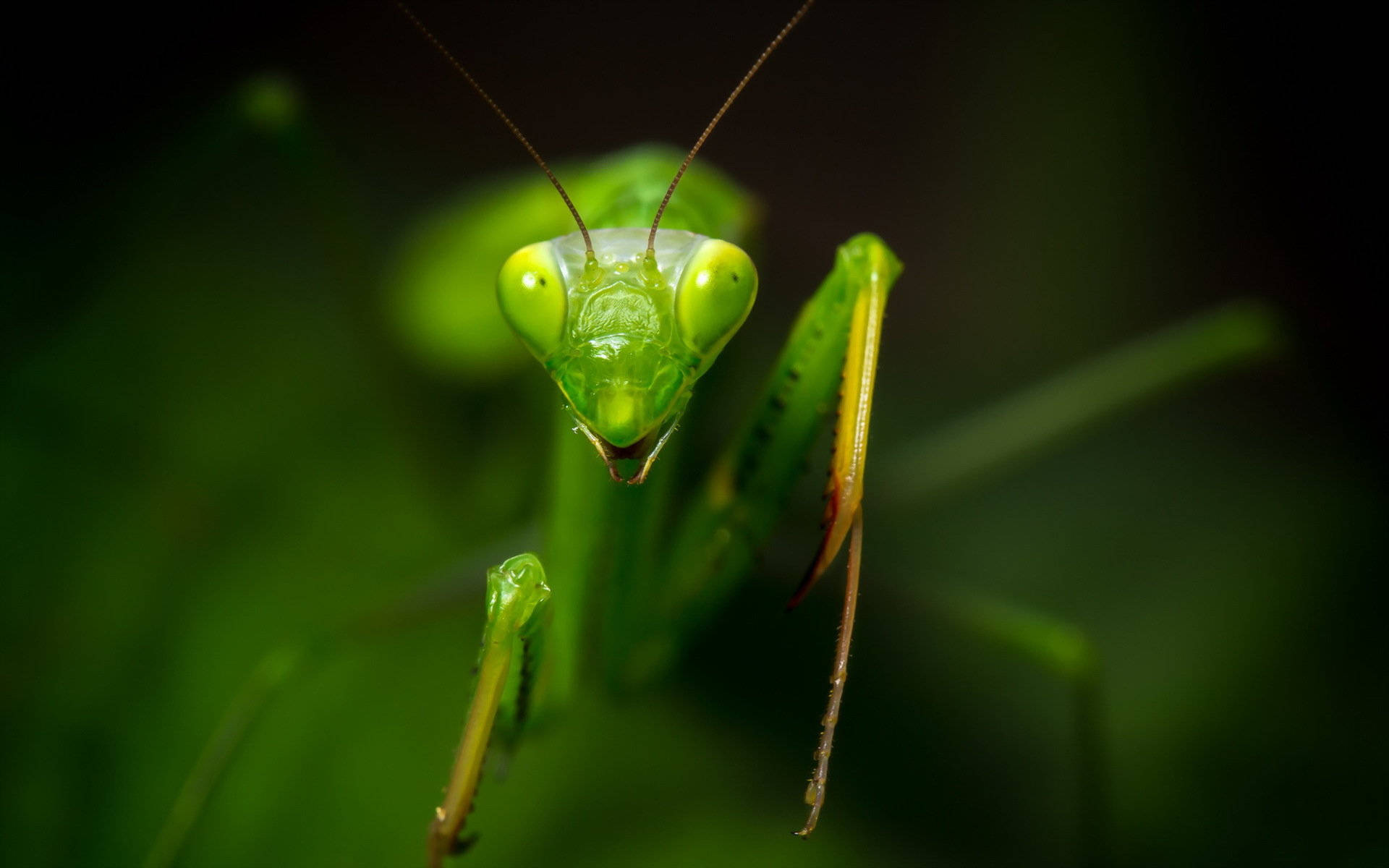 praying mantis, triangle head, vibrant green, Full HD Desktop Wallpaper