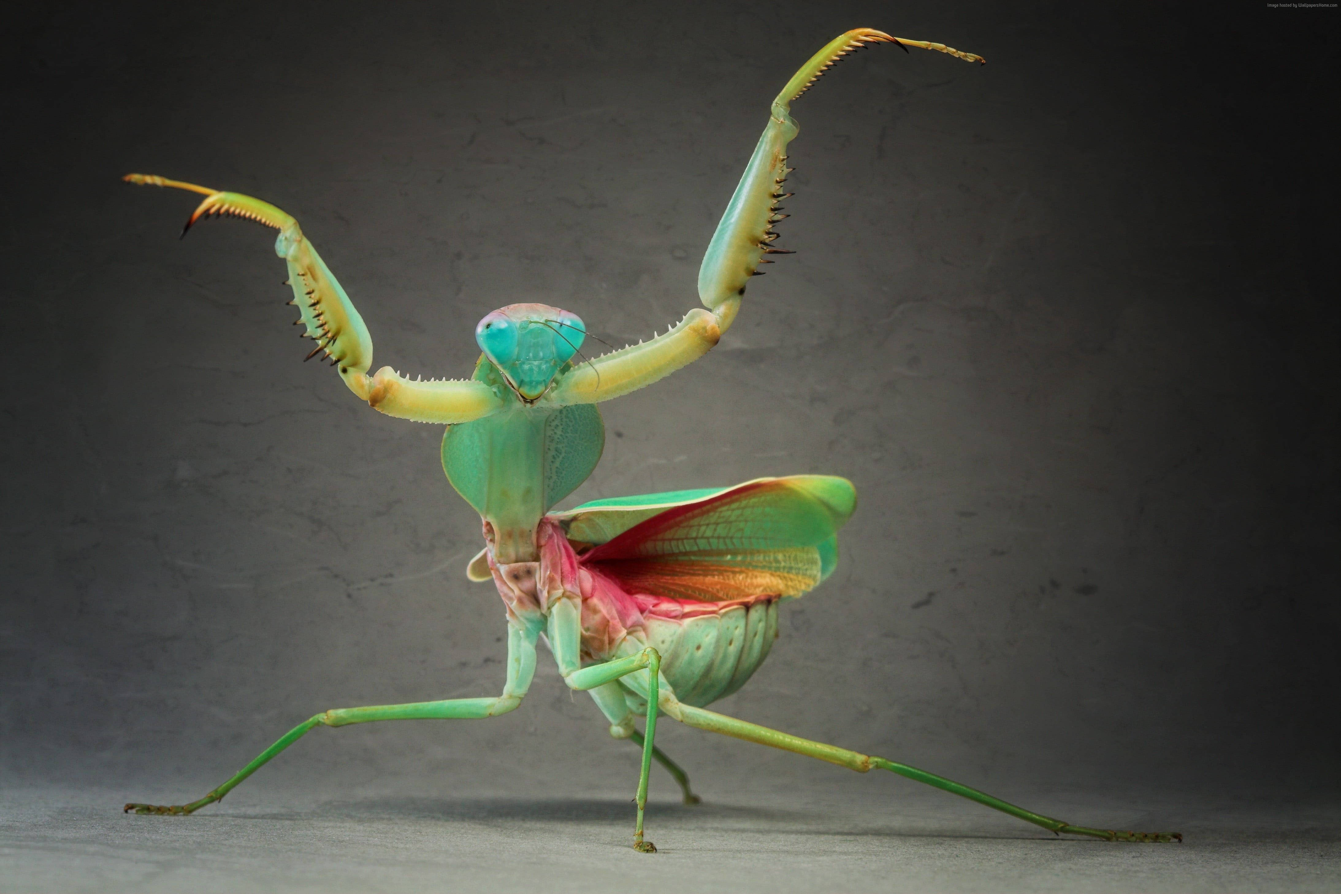 praying mantis, rainbow wings, vibrant green, 4K Desktop Wallpaper