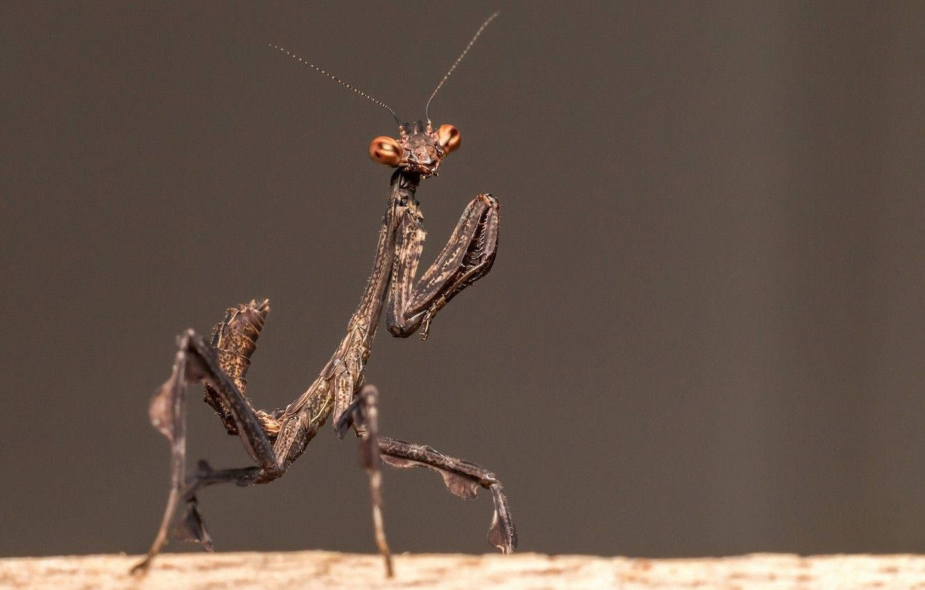 chocolate praying mantis, praying mantis, twig, HD Desktop Wallpaper
