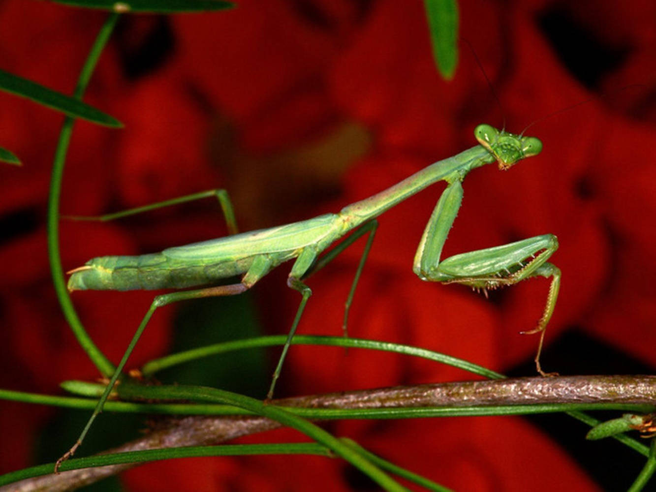 praying mantis, red flowers, vibrant green, HD Desktop Wallpaper