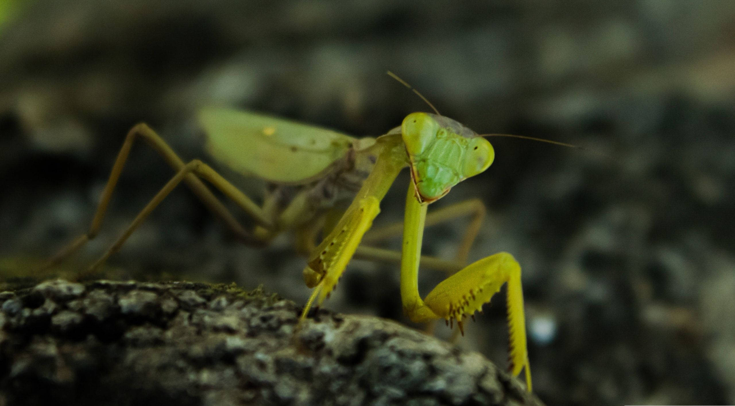yellow green praying mantis, textured bark surface, blurred earthy background, 2K Desktop Wallpaper