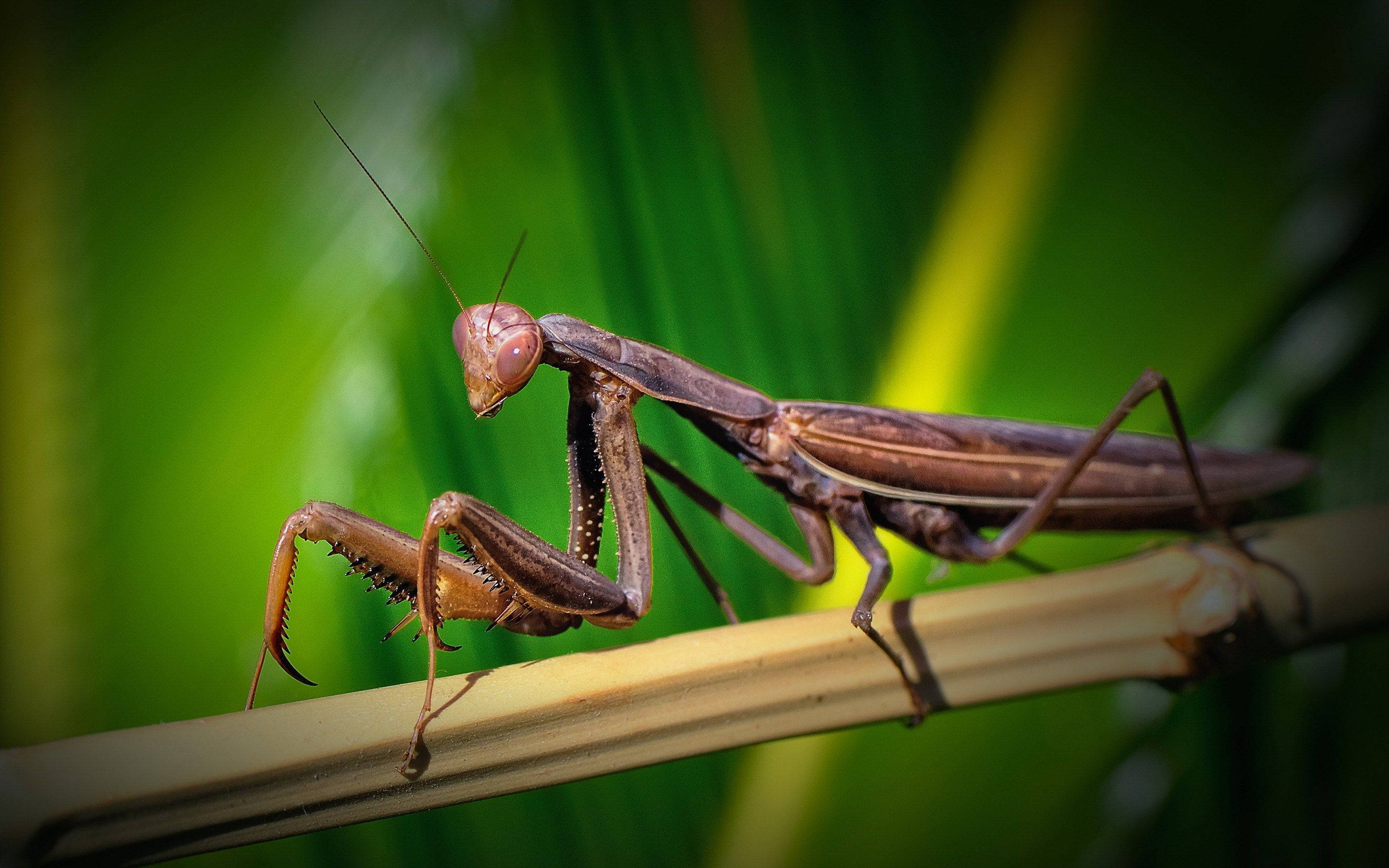 brown eyed praying mantis, bamboo stalk, vibrant green leafy background, 2K Desktop Wallpaper