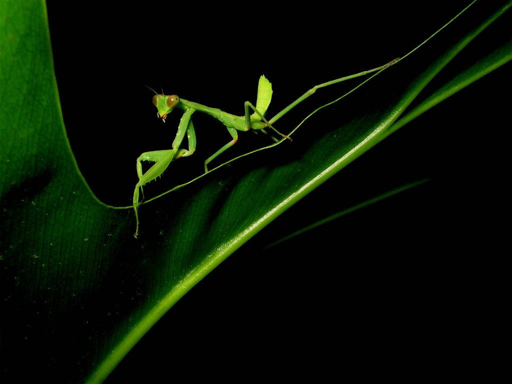 praying mantis, vibrant green, glossy leaf, SD Desktop Wallpaper