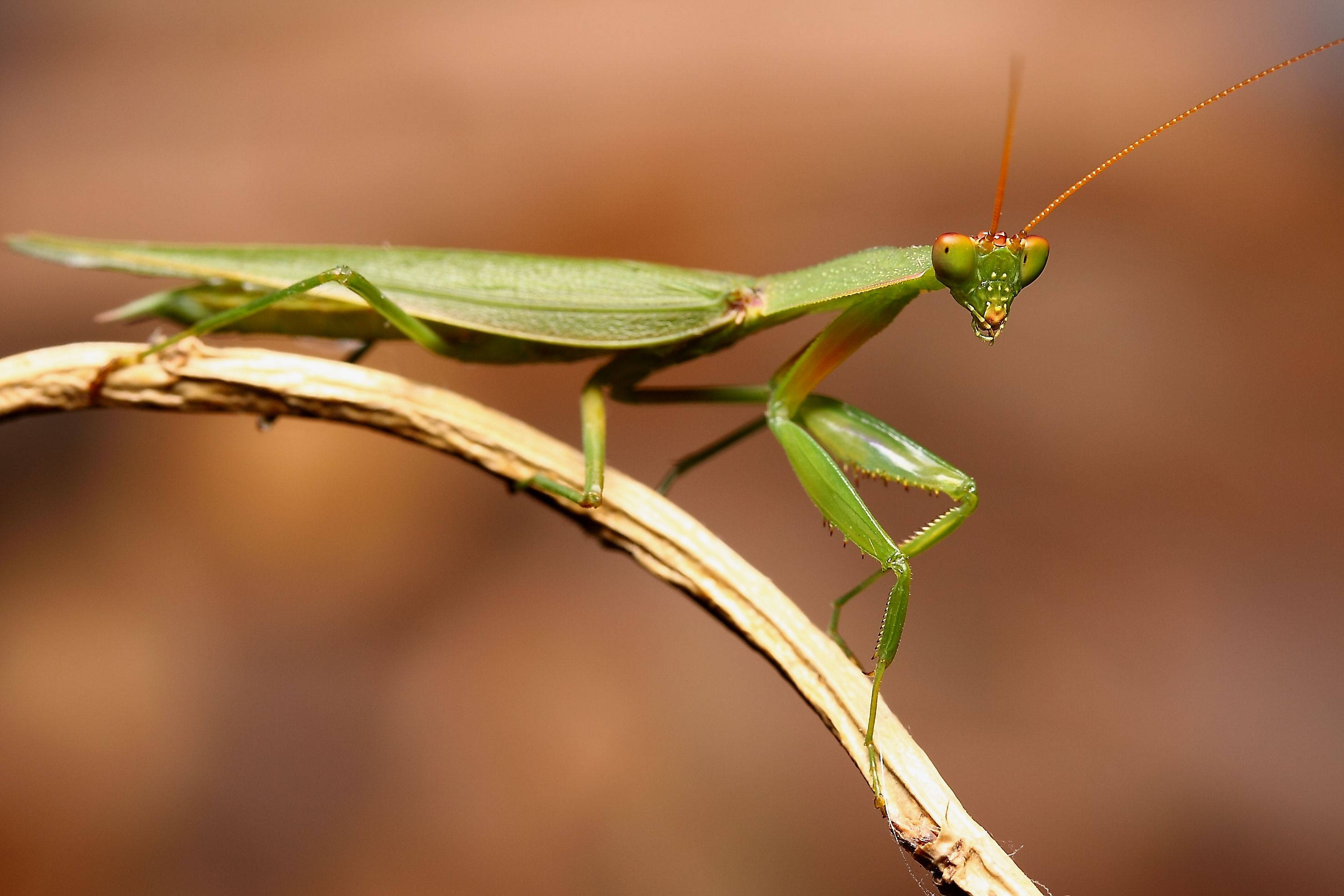 praying mantis, red antennae, vibrant green, 2K Desktop Wallpaper