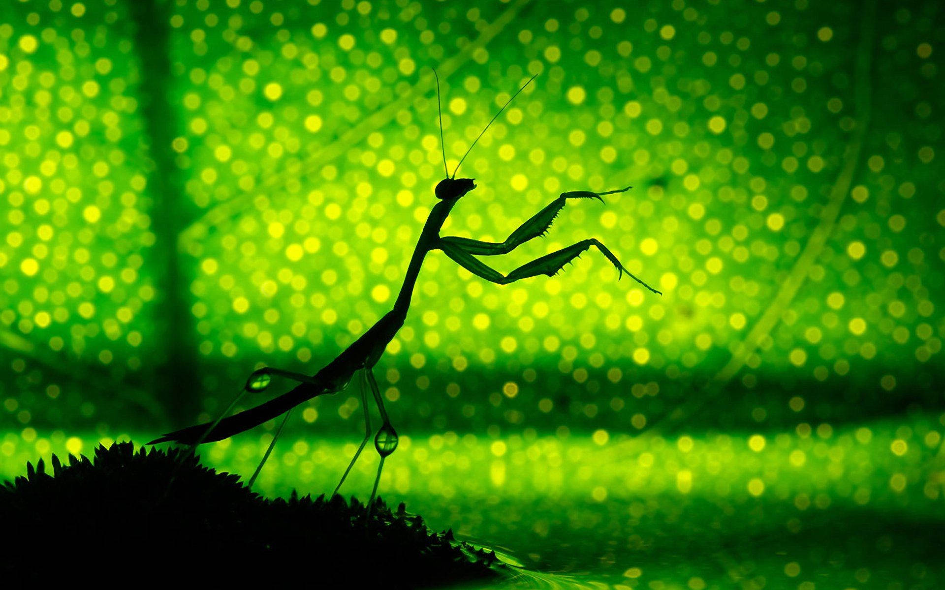 praying mantis, foliage, vibrant green bokeh background, Full HD Desktop Wallpaper