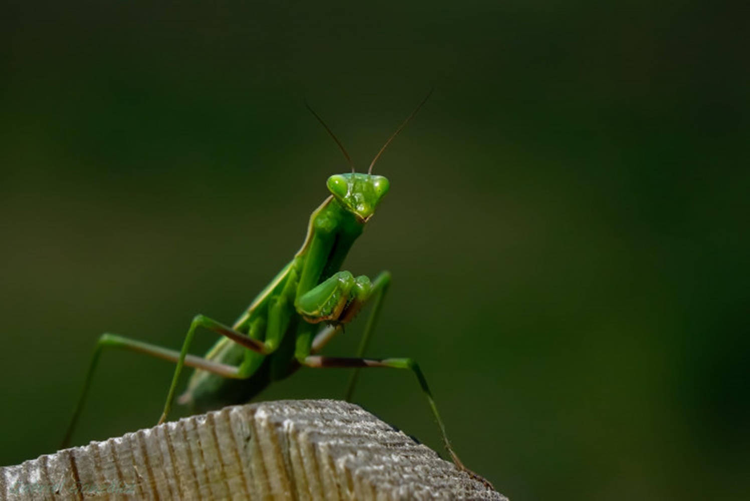 praying mantis, vibrant green, weathered wooden surface, HD Desktop Wallpaper