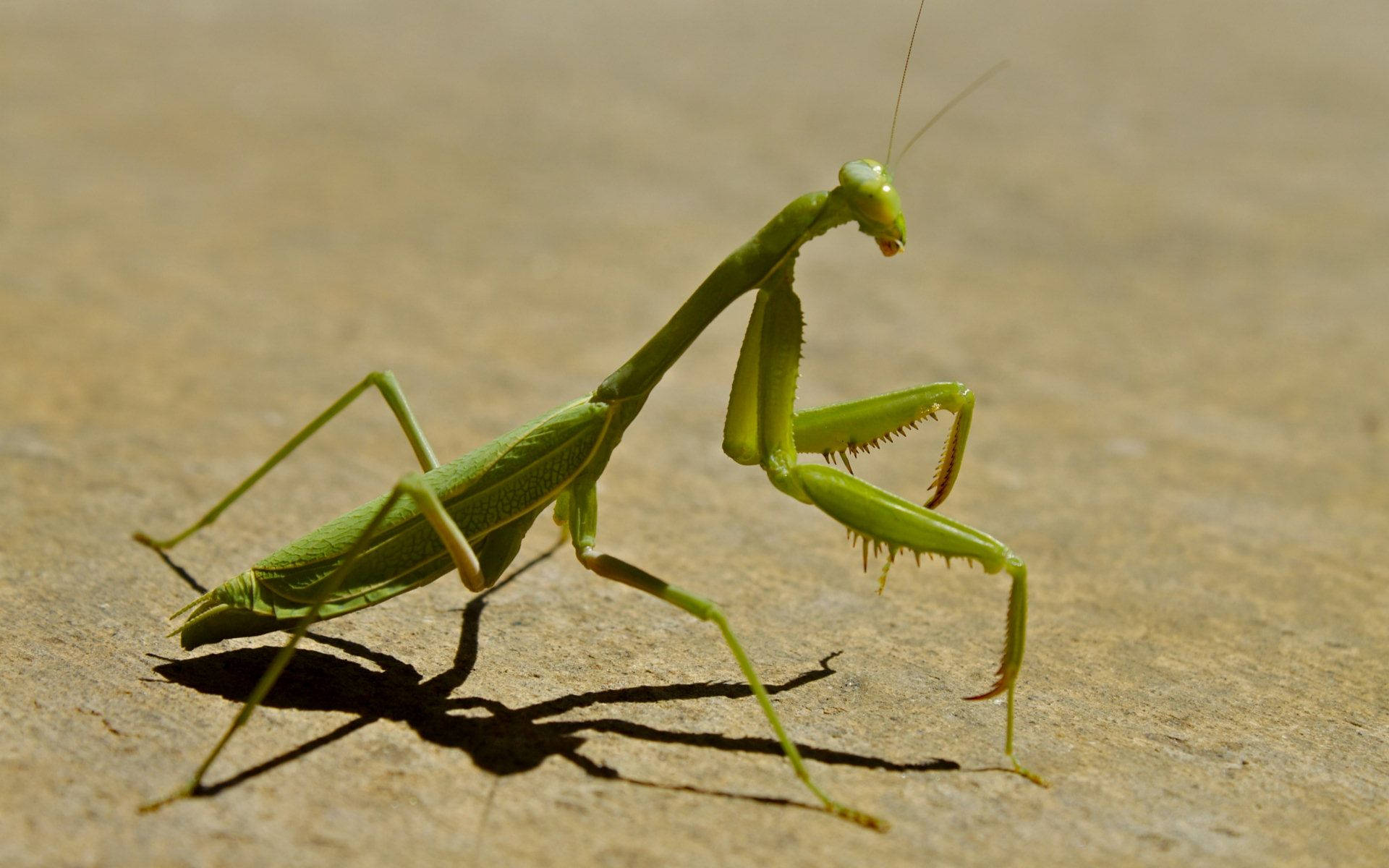 Praying Mantis, vibrant green, textured stone, Full HD Desktop Wallpaper