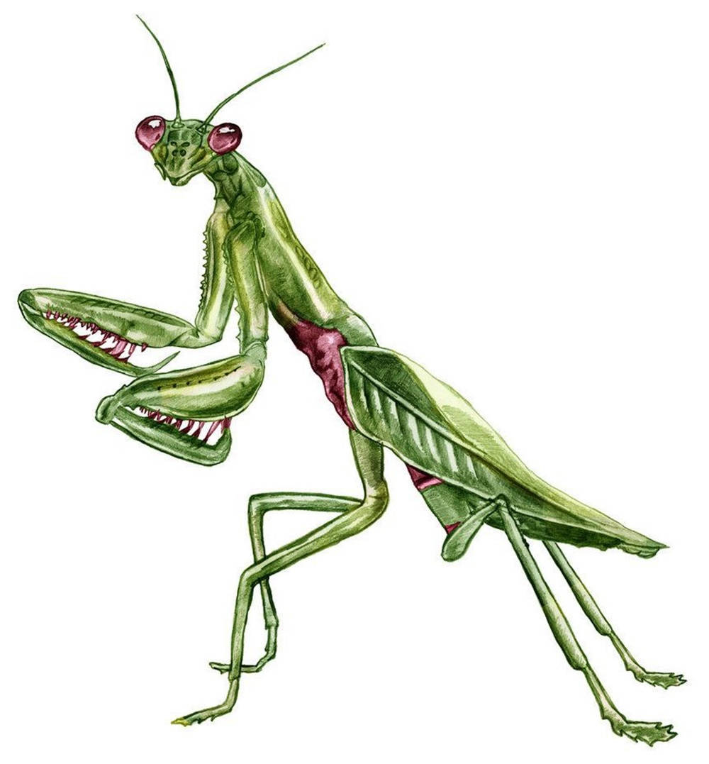 praying mantis, green, red eyes, SD Phone Wallpaper