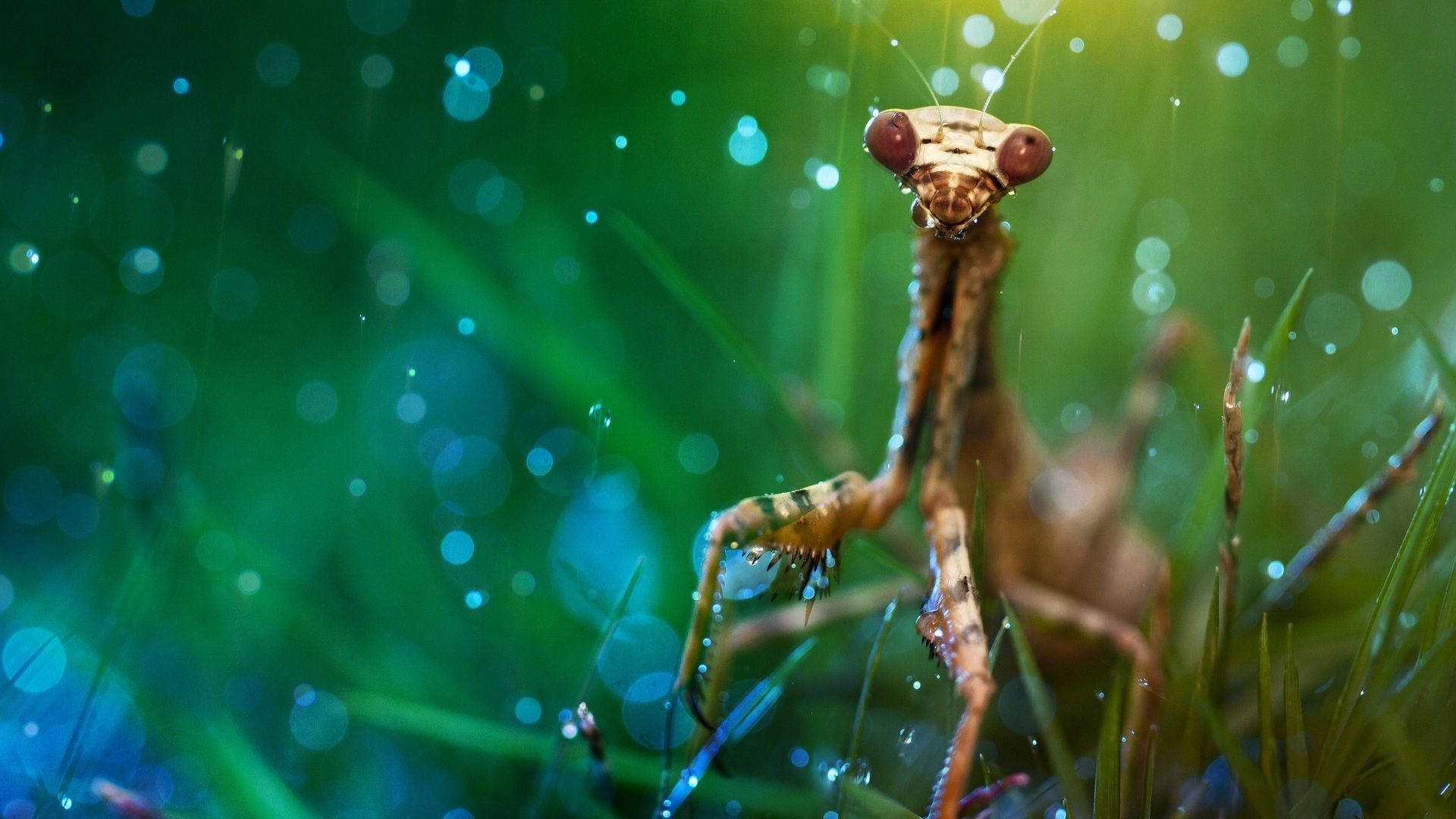 sparkling brown praying mantis, dewy grass, vibrant green bokeh, Full HD Desktop Wallpaper