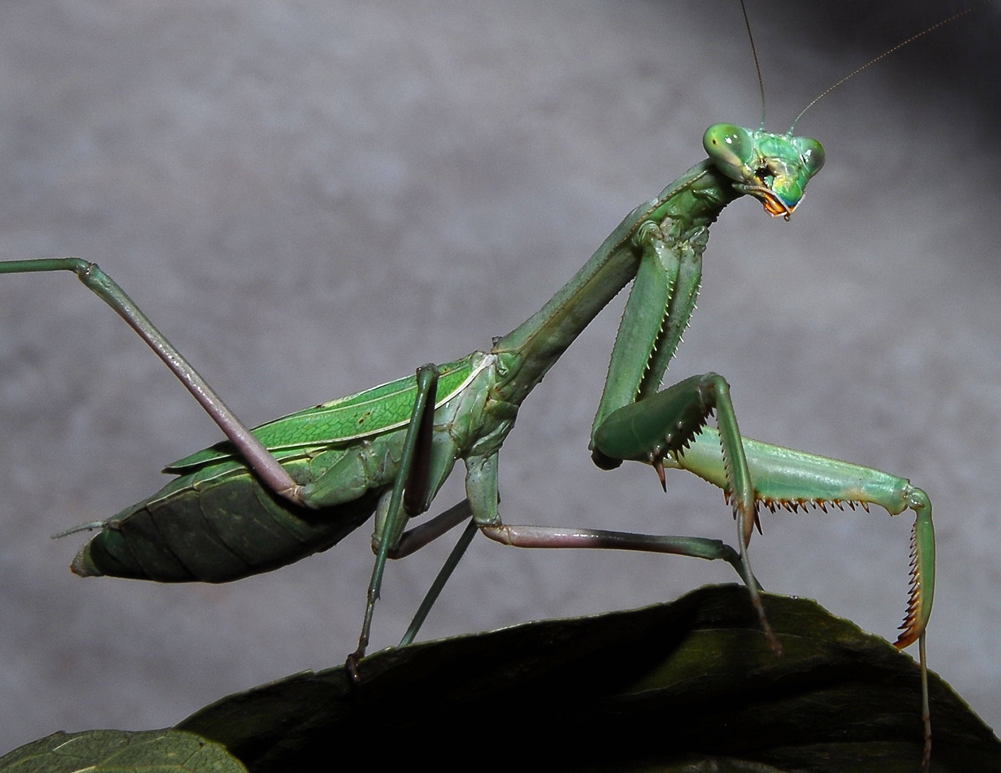 praying mantis, vibrant green, leaf, 2K Desktop Wallpaper