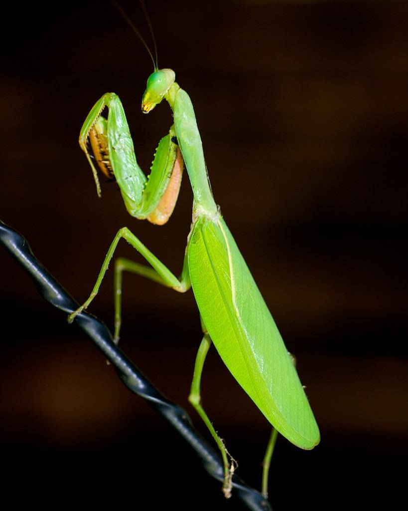 praying mantis, vibrant green, black wire, SD Phone Wallpaper