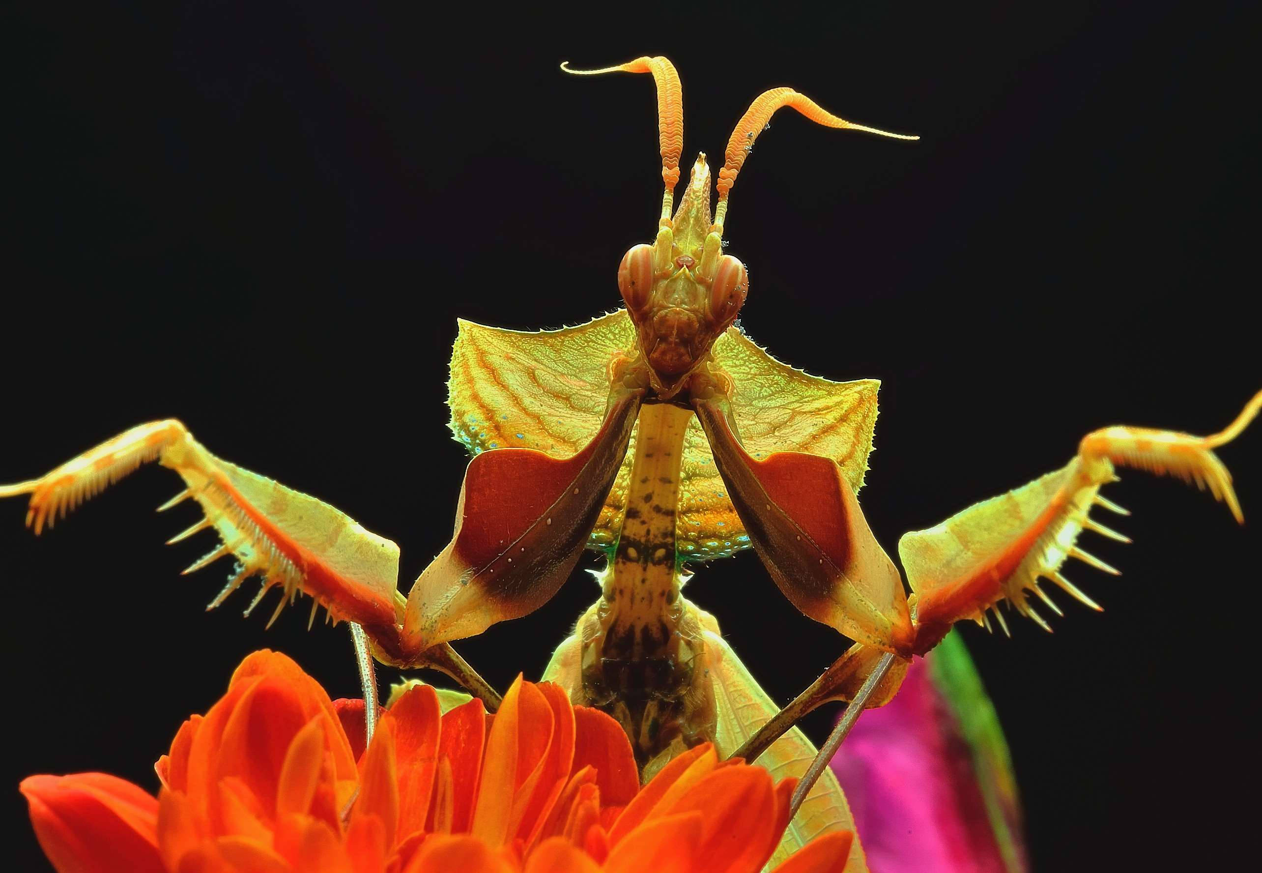 praying mantis, bright orange flower, stark black background, 2K Desktop Wallpaper