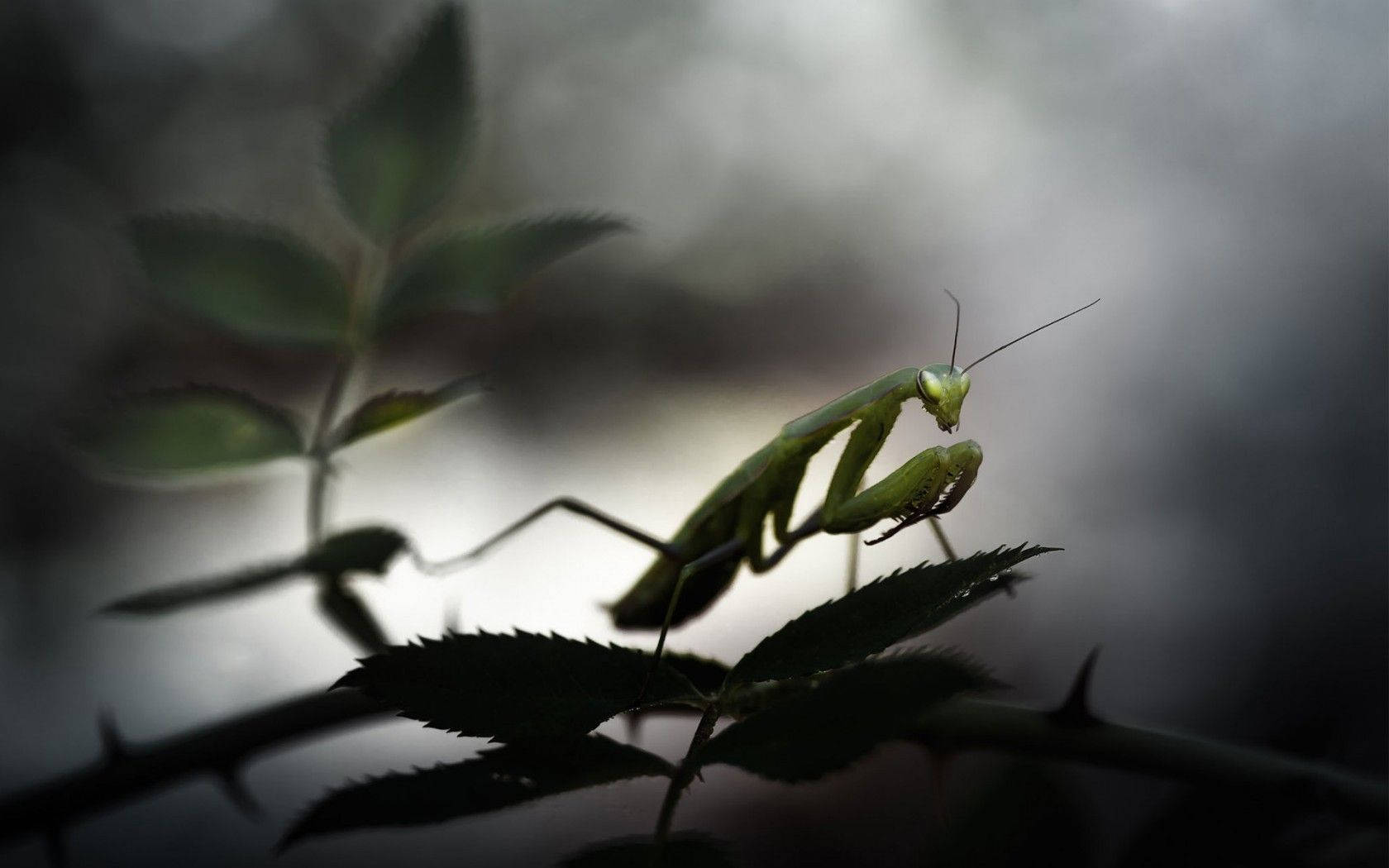 Praying Mantis, night, green, HD Desktop Wallpaper