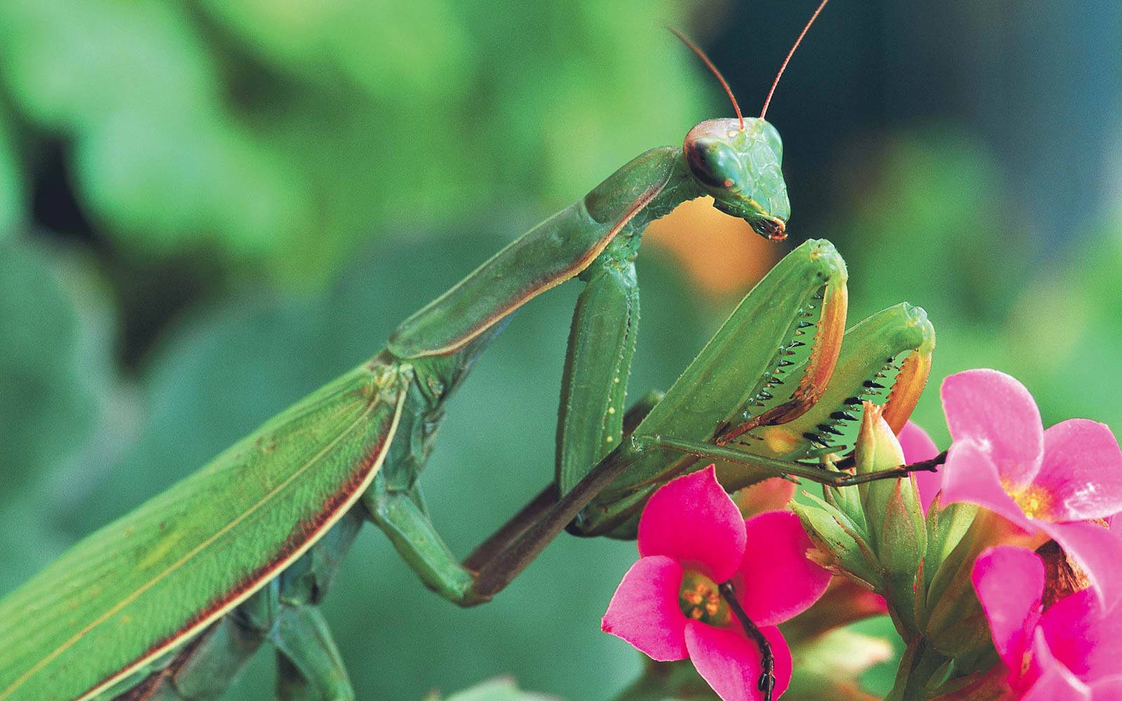 praying mantis, pink flowers, vibrant green, HD Desktop Wallpaper