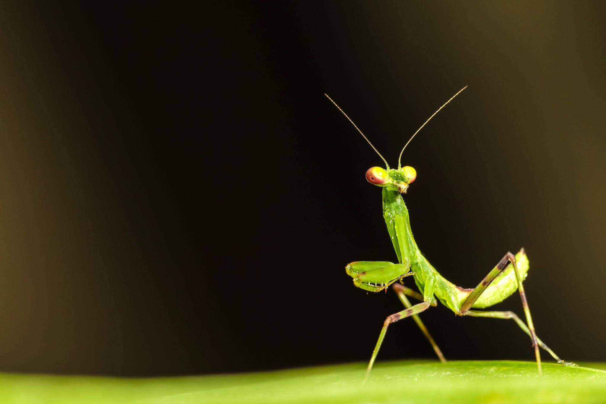 praying mantis, green, leaf, Full HD Desktop Wallpaper