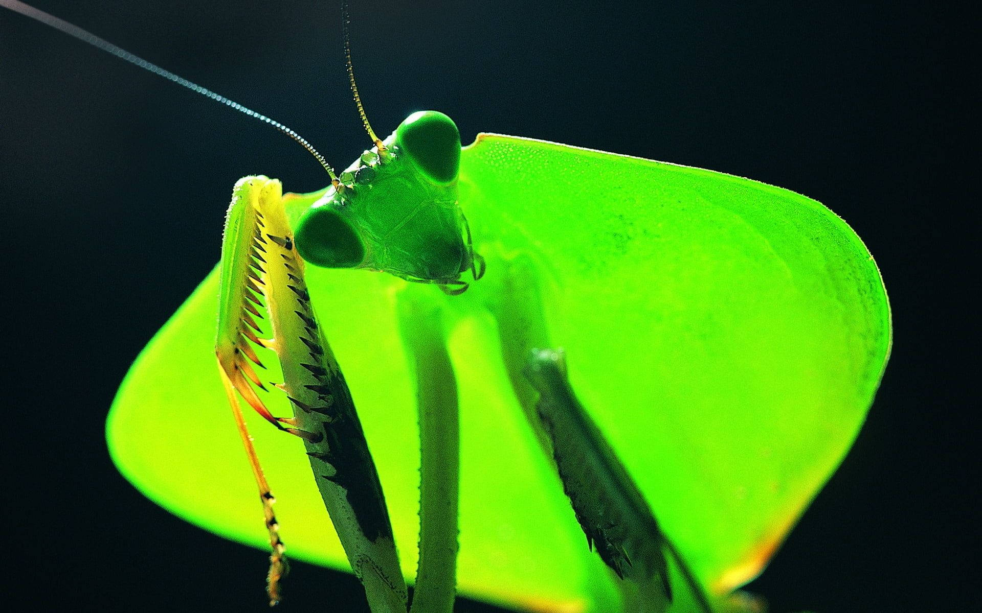 praying mantis, blue antenna, vibrant green, Full HD Desktop Wallpaper