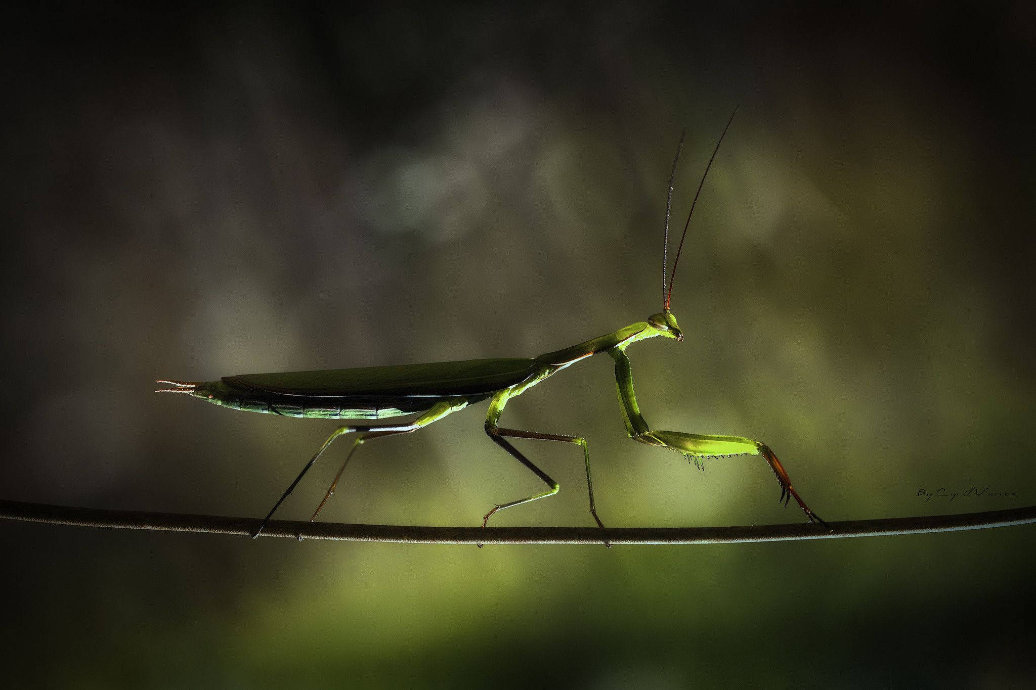 praying mantis, green, branch, Full HD Desktop Wallpaper