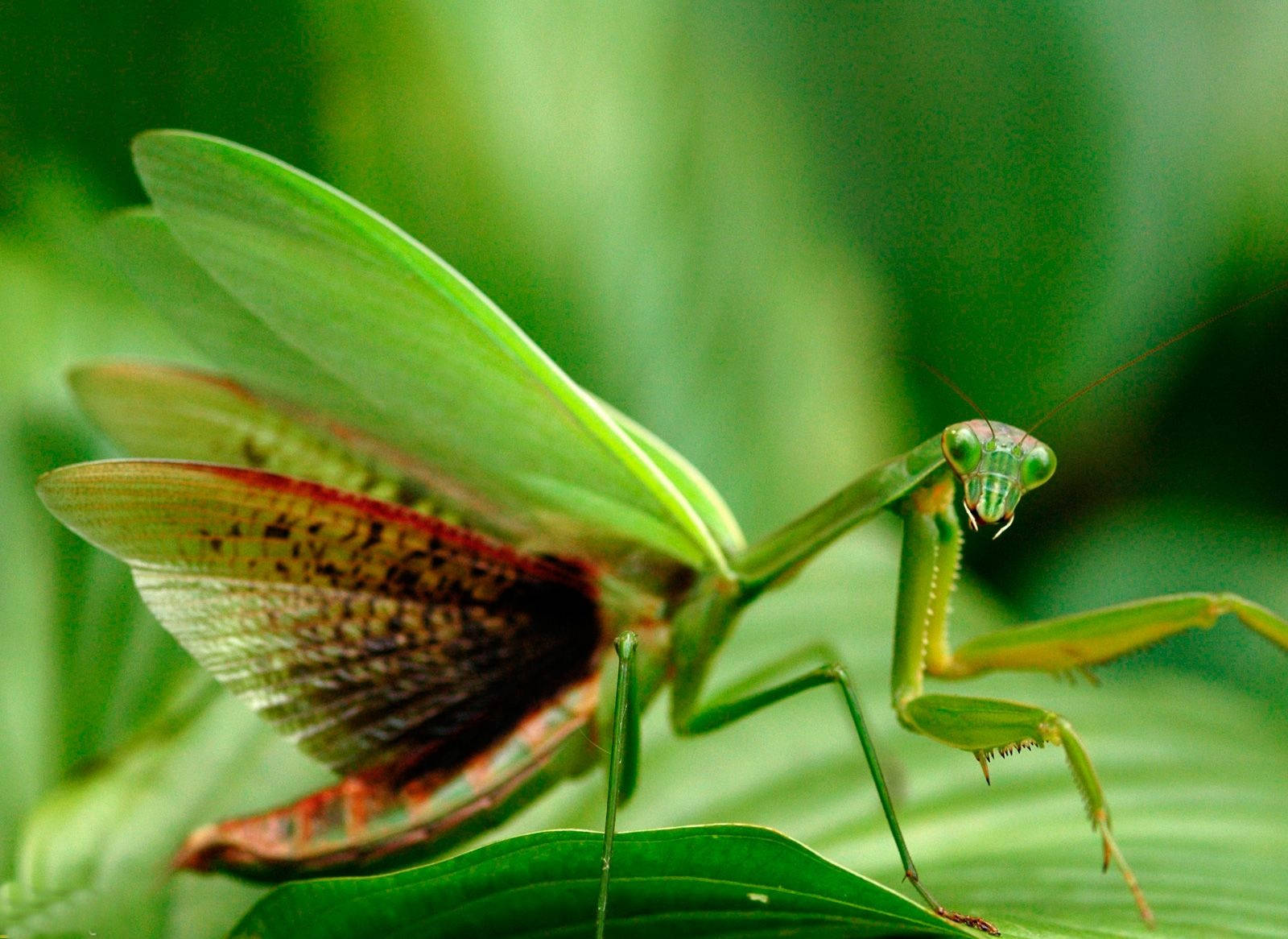 Red Green Praying Mantis, vibrant green praying mantis, translucent wings, HD Desktop Wallpaper