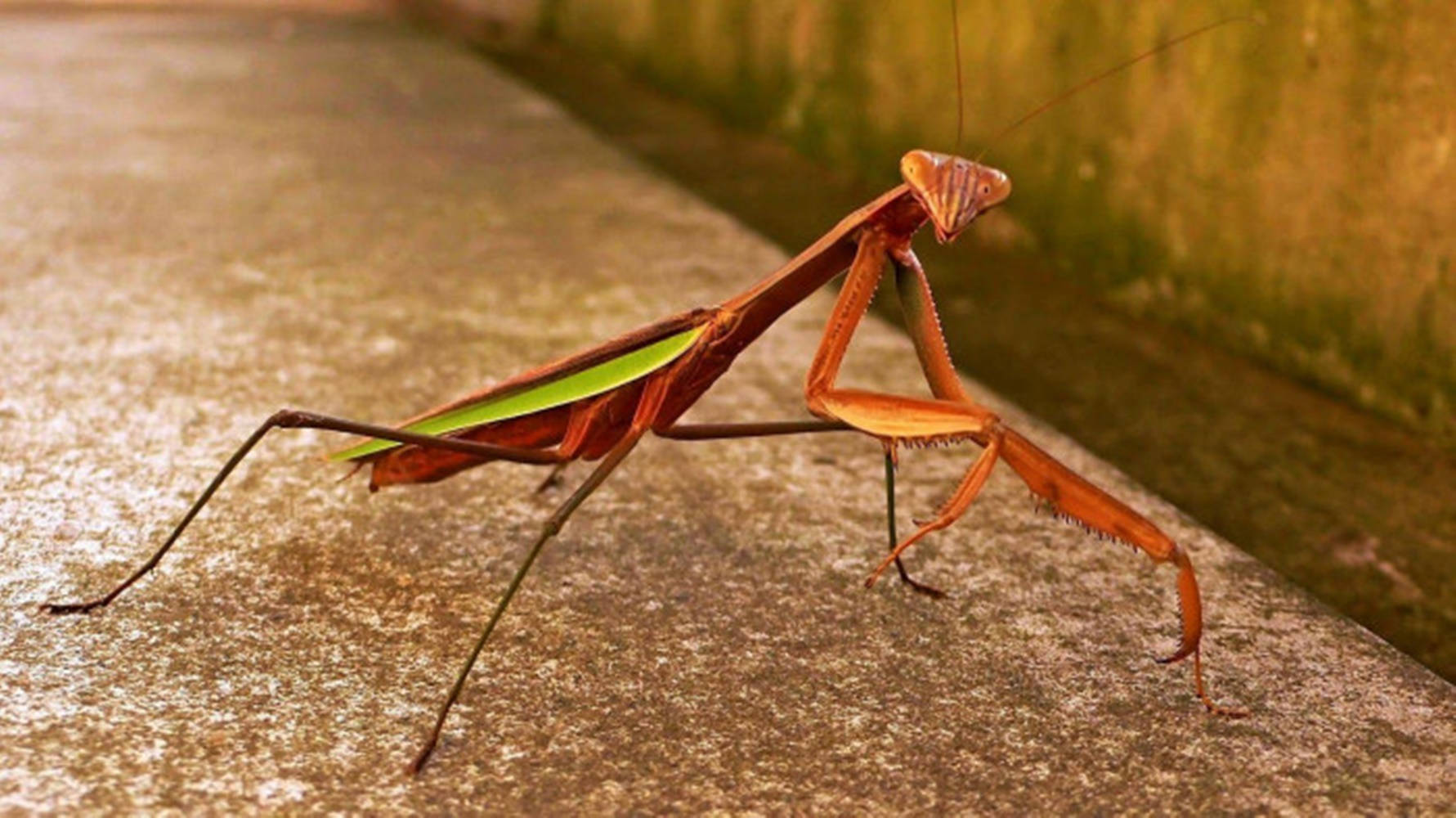 green brown praying mantis, brown praying mantis, green wings, HD Desktop Wallpaper