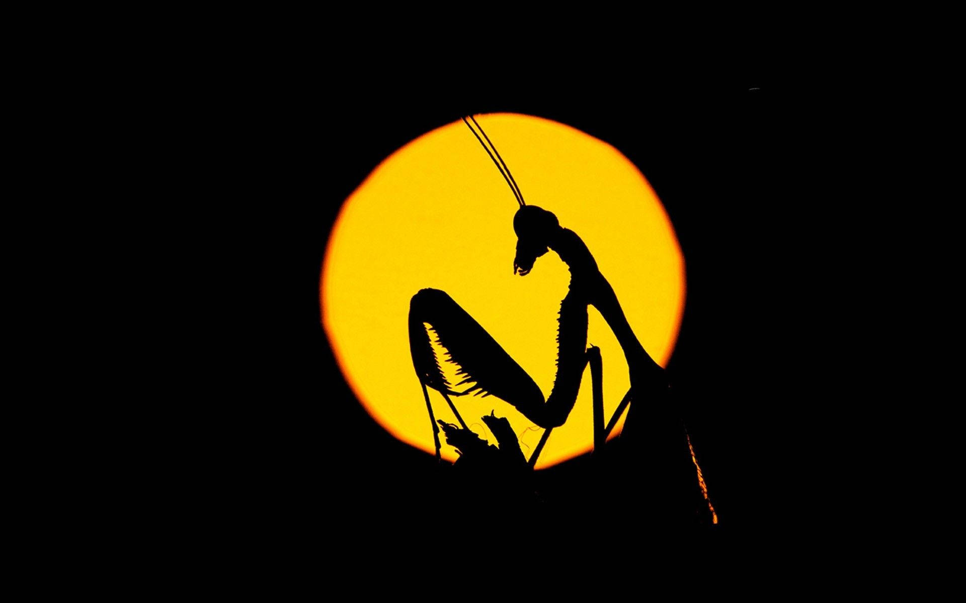 silhouette, praying mantis, glowing orange sun, Full HD Desktop Wallpaper