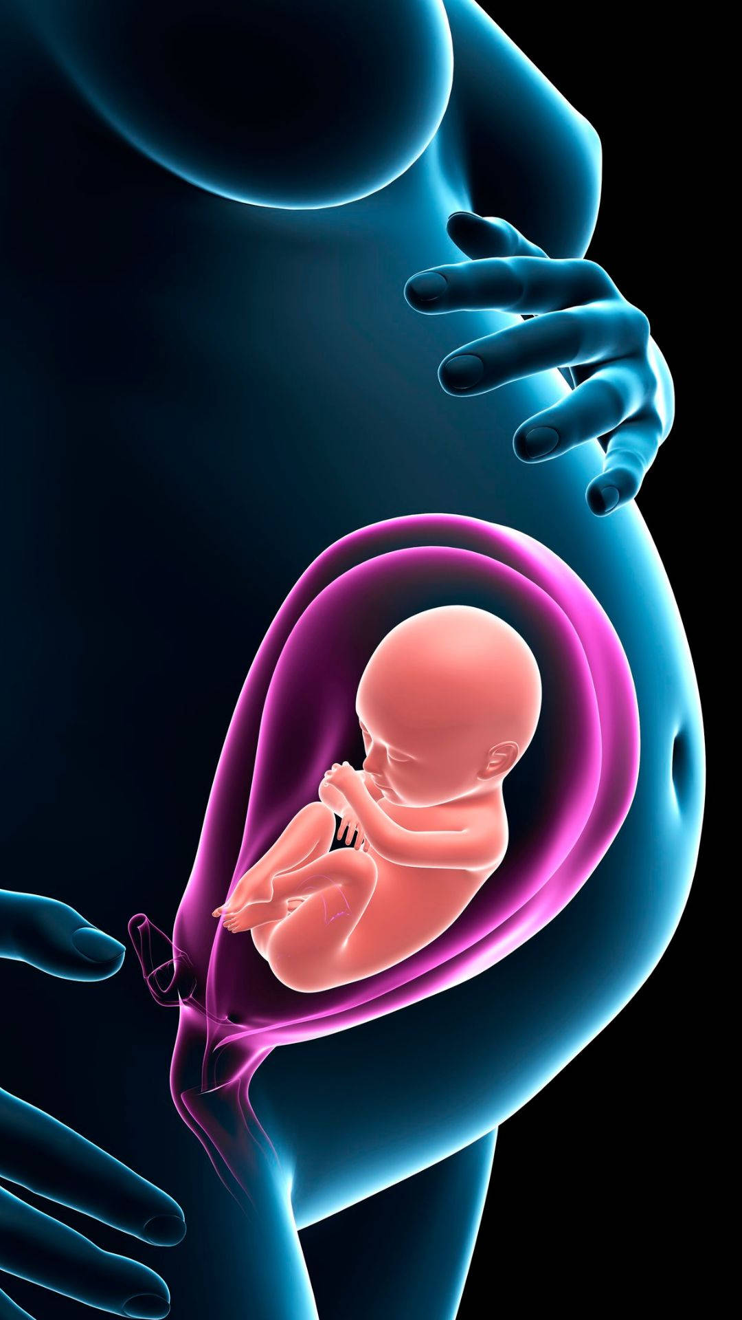 pregnancy graphic body model, glowing fetus, translucent amniotic sac, Full HD Phone Wallpaper