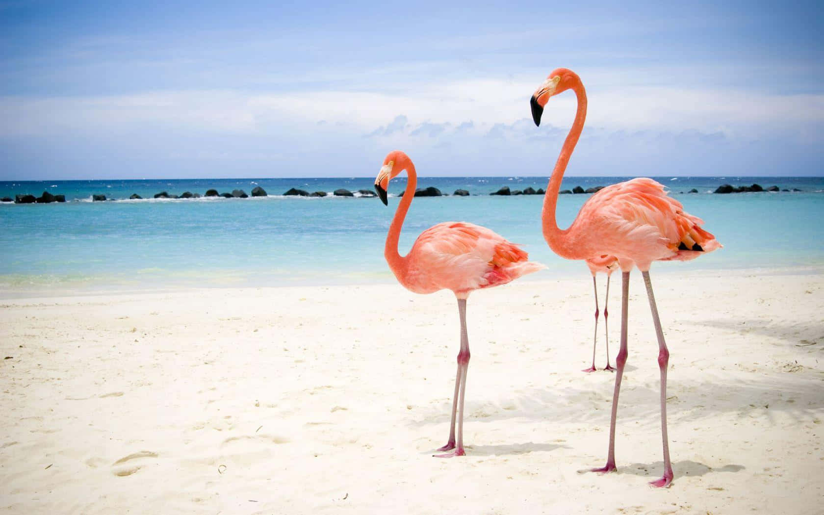 flamingoson, sandy beach, turquoise ocean, HD Desktop Wallpaper