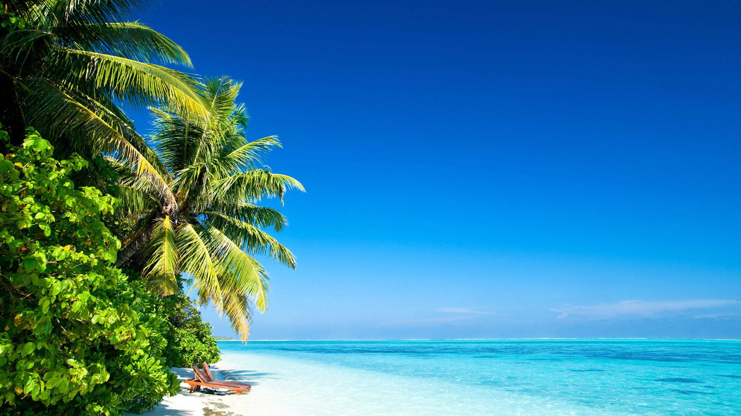 Palmy Sea Background, tropical paradise, lush palm trees, 2K Desktop Wallpaper