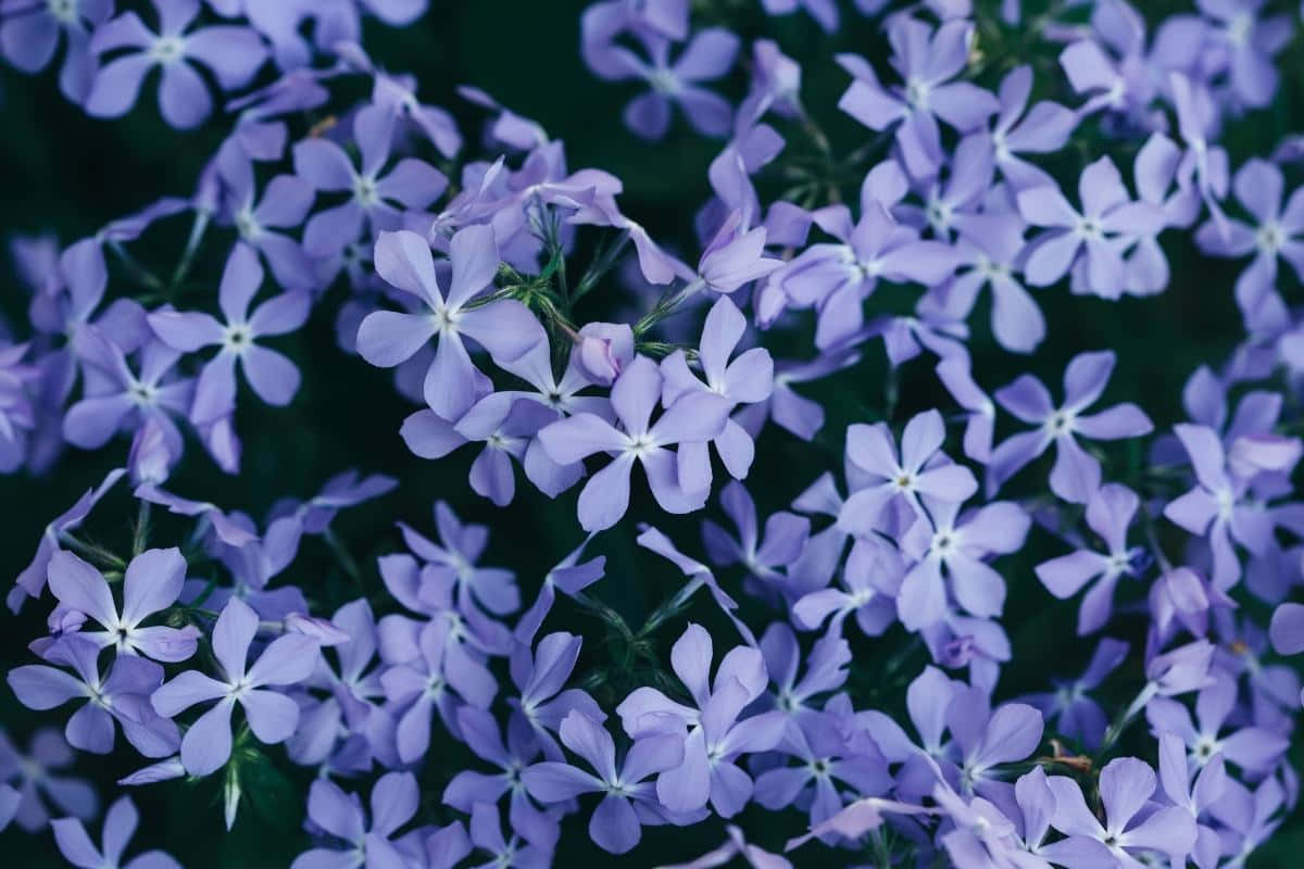periwinkle blue, lavender phlox, white centers, SD Desktop Wallpaper