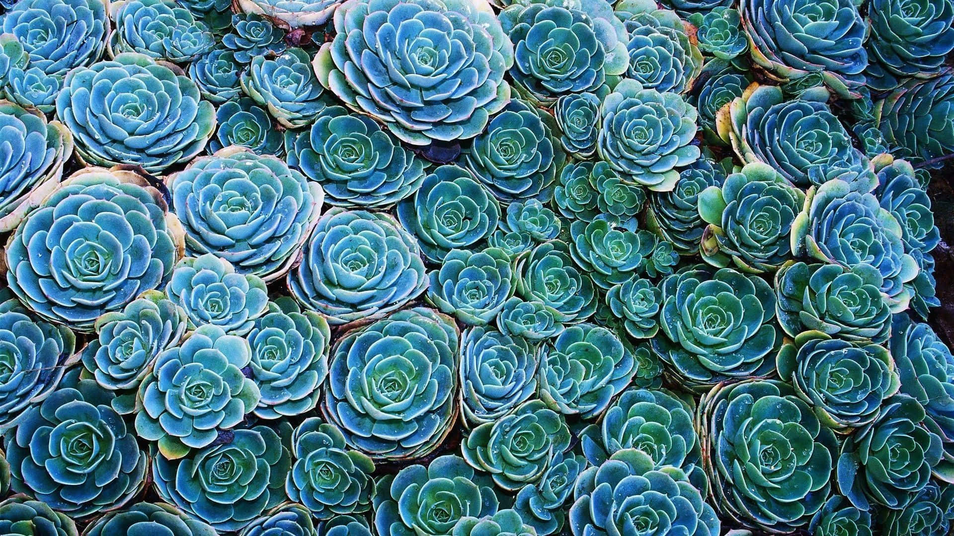 blue-green succulents, rosette shapes, textured, layered botanical pattern, Full HD Desktop Wallpaper