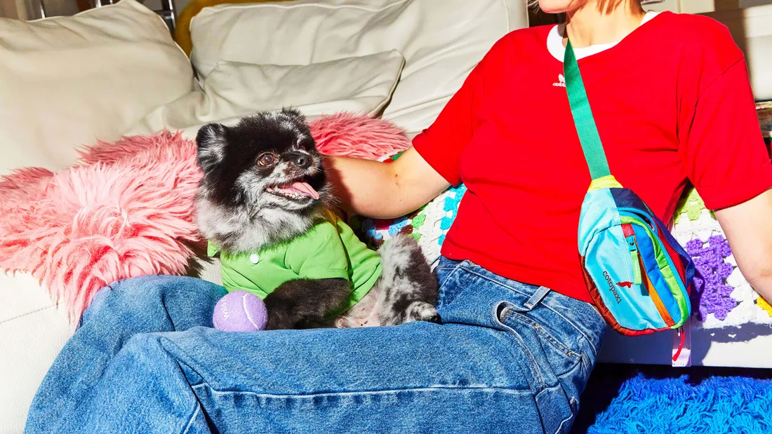 Preppy Dog