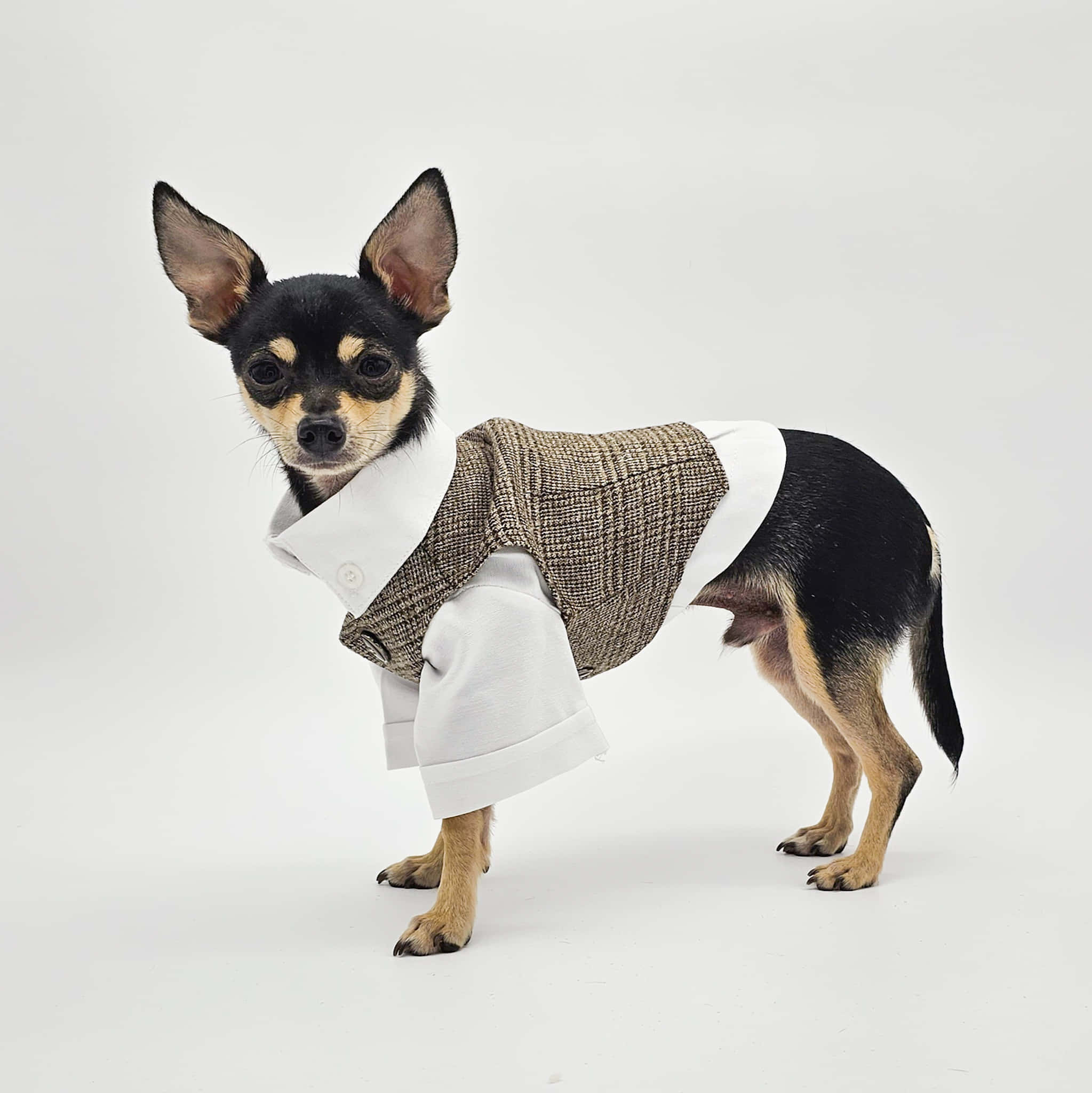 chihuahua, tweed jacket, white shirt, Full HD Phone Wallpaper