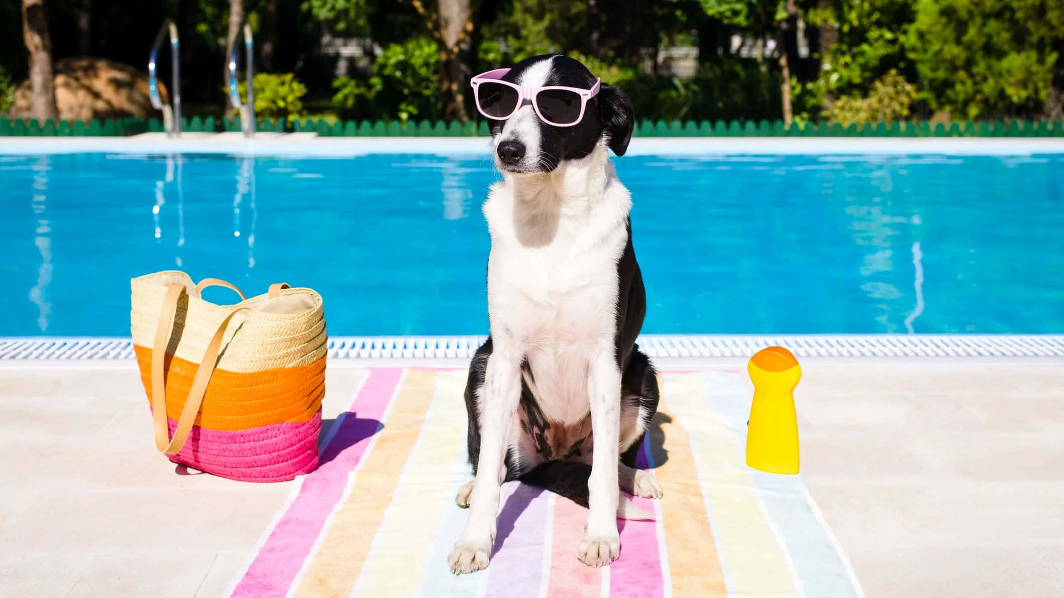 Preppy Dog, pink sunglasses, colorful striped towel, Full HD Desktop Wallpaper
