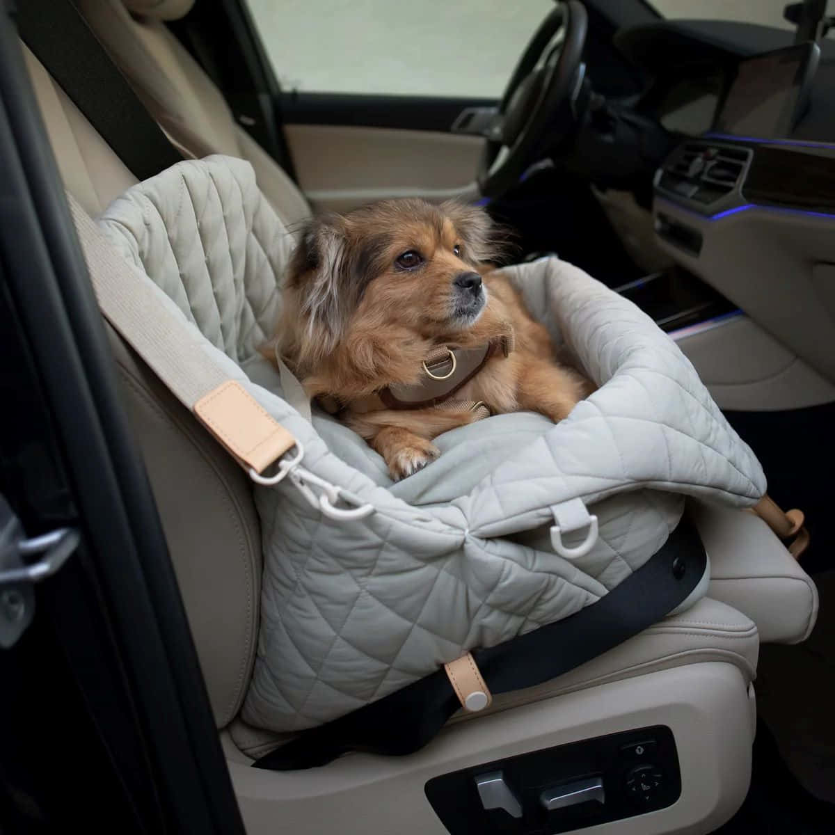 Preppy Dog, beige quilted car seat booster, luxury car, SD Desktop Wallpaper