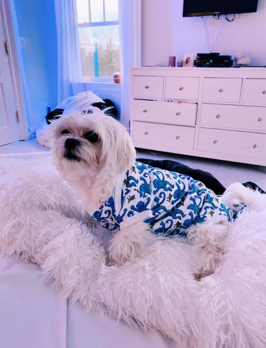 Preppy Dog, paisley shirt, blue patterned pajama, SD Phone Wallpaper