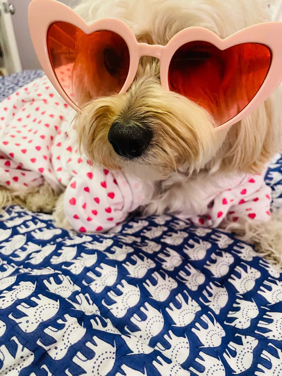 fluffy dog, pink heart-shaped sunglasses, heart-patterned onesie, SD Phone Wallpaper