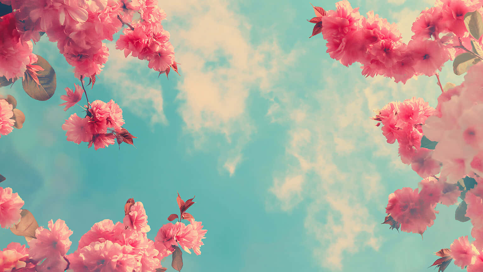 pink cherry blossoms, soft blue sky, wispy clouds, HD Desktop Wallpaper