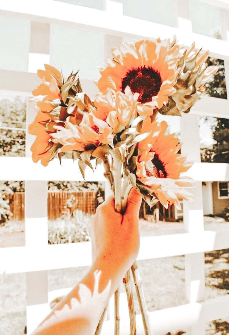 sunflowers, white lattice fence, soft sunlight, SD Phone Wallpaper