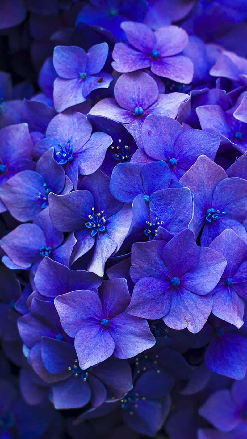vibrant purple hydrangea blossoms, delicate petals, tiny blue centers, HD Phone Wallpaper