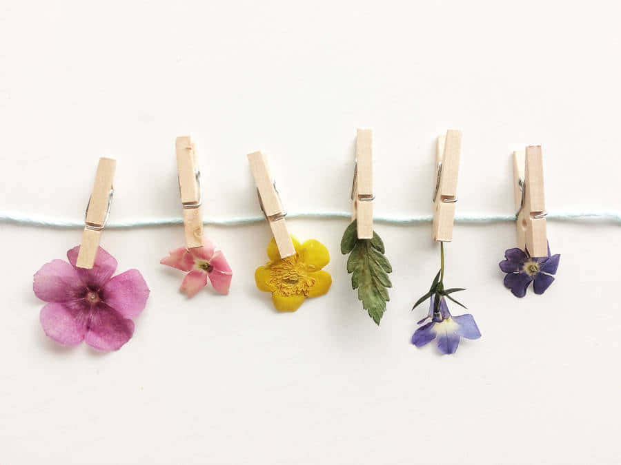 floral clothespins display, light blue string, plain white background, SD Desktop Wallpaper