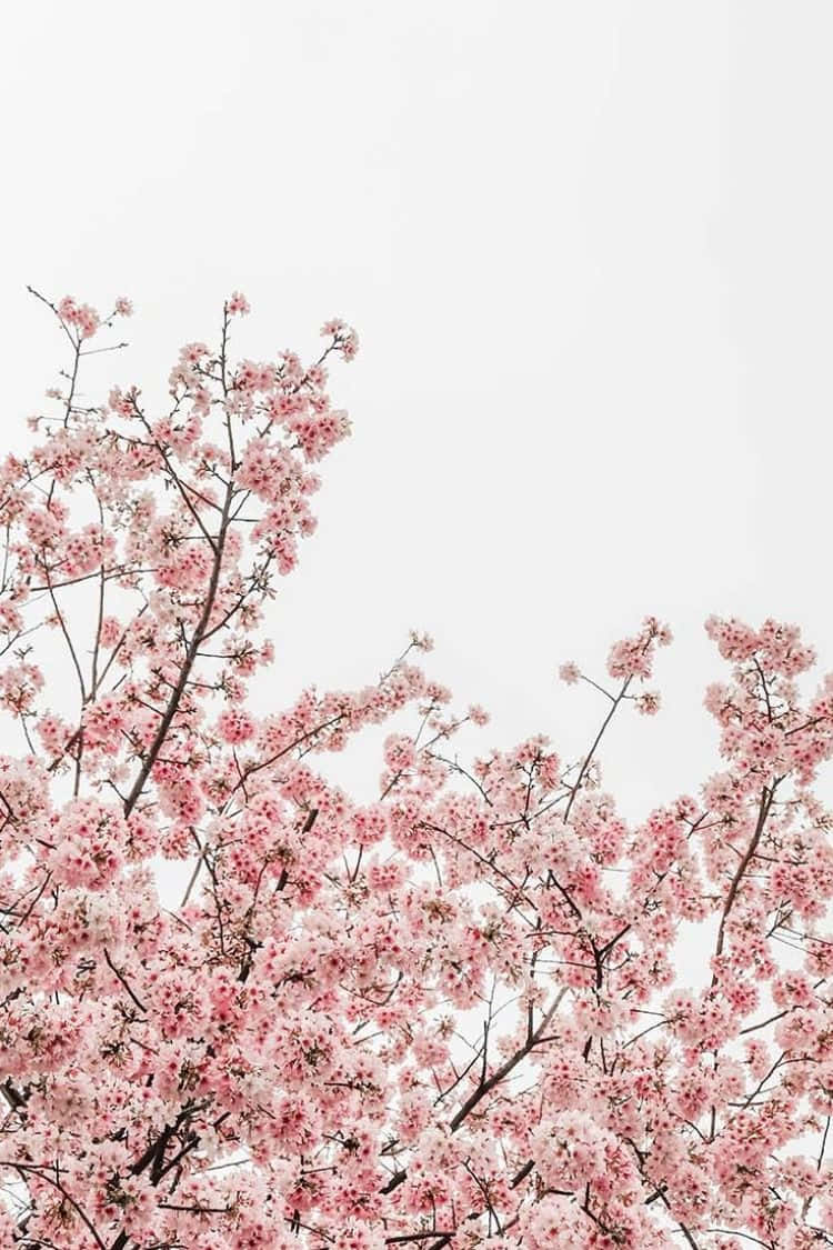 cherry blossoms, dark branches, soft white sky, SD Phone Wallpaper